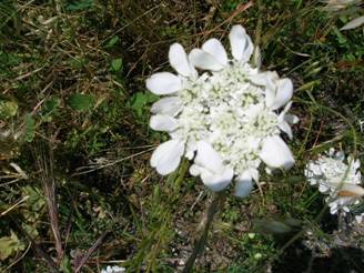 White Corfu flower